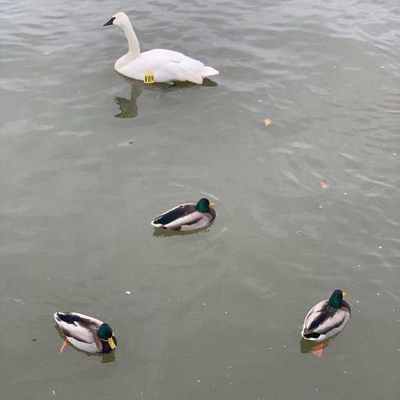 Meet your Posher, Tavleena - Picture 1 of 1